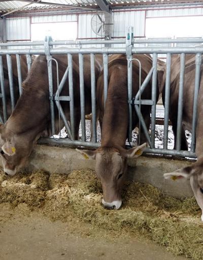 Bingöl Üniversitesi’ne hayvansal üretim için 5 montofon cinsi inek alındı