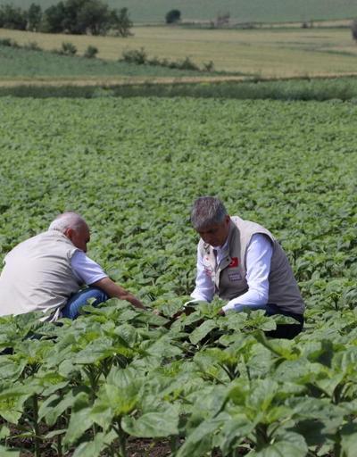 Edirne’de buğday ekili tarlalarda hastalık ve zararlıya rastlanmadı