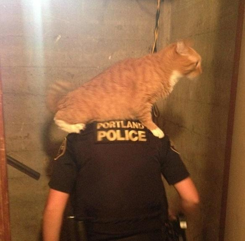 Evin kedisinden Portland polisine destek