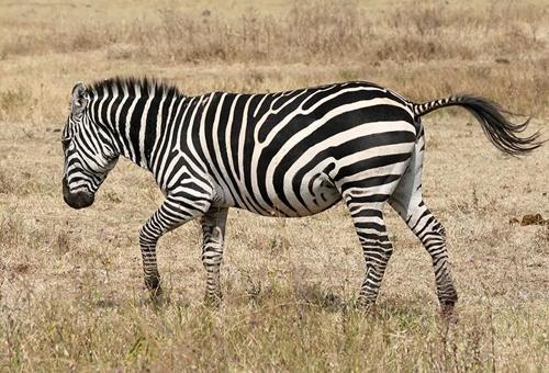 Zebra postunun gizemi çözüldü