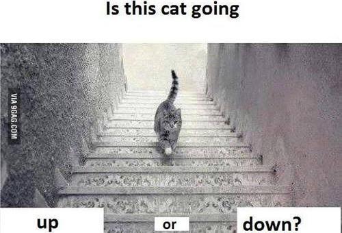 Bu kedi merdivenlerden iniyor mu çıkıyor mu