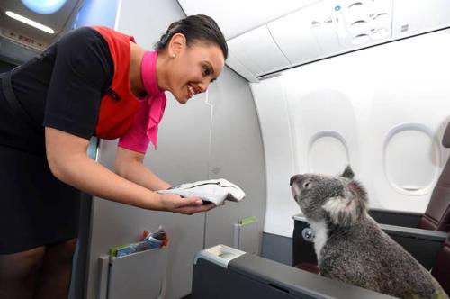 Şanslı koala Business class uçtu