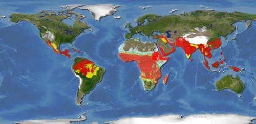 Sıtma yılda 580 bin can alıyor