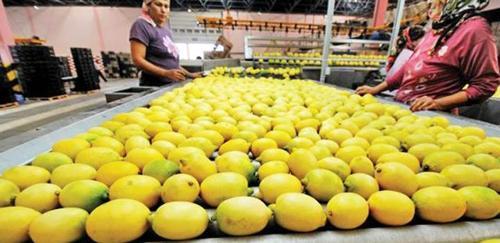 Limon üreticisi umudunu Rusyaya bağladı