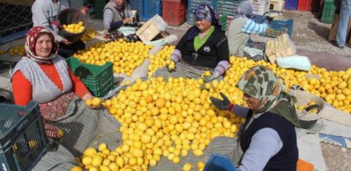 Limon üreticisi umudunu Rusyaya bağladı