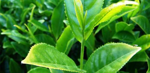 Yeşil çay antioksidan zengini