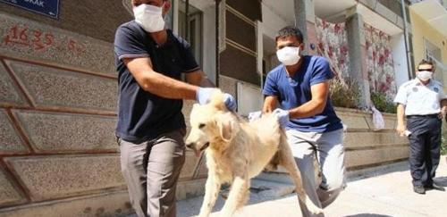 İzmirdeki dehşet evinden hayvan leşleri çıkarıldı