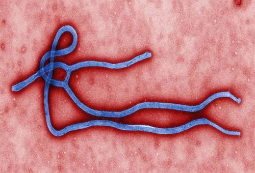 Ebola aşısının denemeleri başarılı