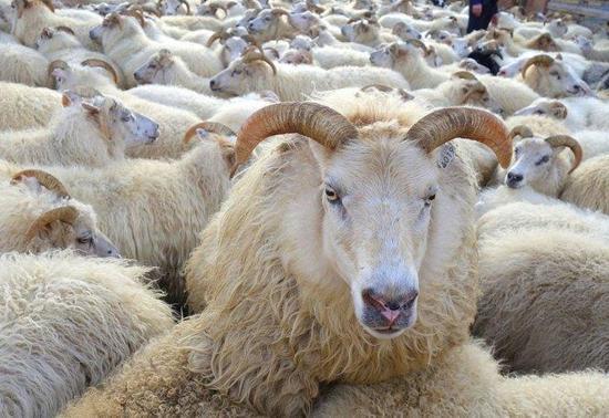 Kurban Bayramında Kurban Ne Zaman Kesilir Gece kesilir mi 3. ve 4. Gün Kurban Kesimi Geçerli mi