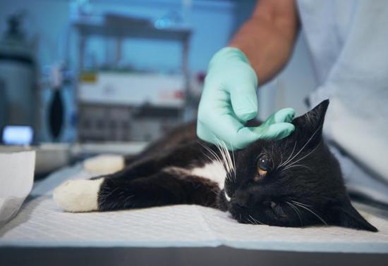 Kedilerde FIP hastalığı nedir, belirtileri neler FIP olan kedi nasıl anlaşılır Kedi FIP tedavisi var mı