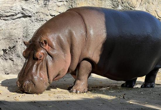 Japonyadaki hayvanat bahçesi, 7 yıl sonra fark etti: Erkek sanılan hipopotam, dişi çıktı