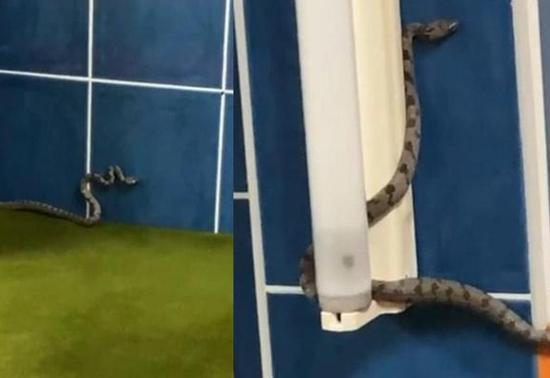 Son 20 günde 3üncü vaka Antalyada camiyi yılanlar bastı