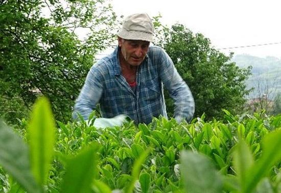 Bakanlık açıkladı 2024 yılı yaş çay alım fiyatı belli oldu