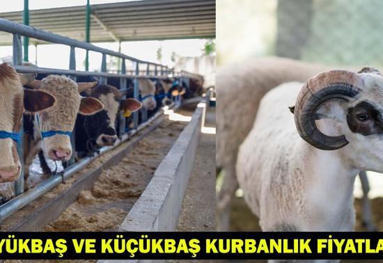 2025 Kurban Bayramı İçin Büyükbaş ve Küçükbaş Kurbanlık Fiyatları Ne Kadar