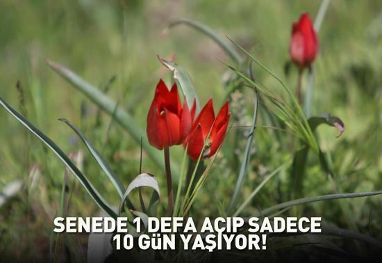 Senede bir kere açıp sadece 10 gün yaşıyor Dokunan yandı: Yüz binlerce lira cezası var