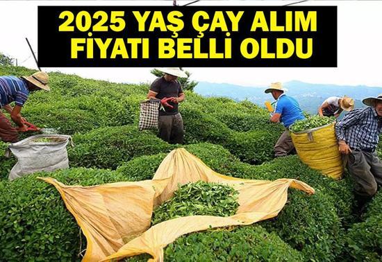 2025 YAŞ ÇAY FİYATI: Yaş Çay Alım Fiyatı Ne Kadar Oldu Tarım ve Orman Bakanlığı’ndan Yaş Çay Açıklaması