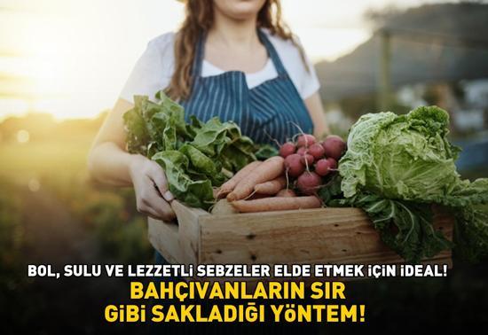 BAHÇIVANLARIN SIR GİBİ SAKLADIĞI YÖNTEM Domates ve salatalıkların altına gömmek yetiyor