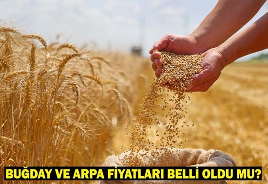 Buğday ve Arpa Fiyatları Belli Oldu mu Buğday Taban Fiyatları Ne Zaman Açıklanır Gözler TMOya Çevrildi