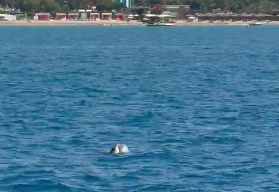 Side açıklarında görüntülendi Turistler heyecan içinde izledi