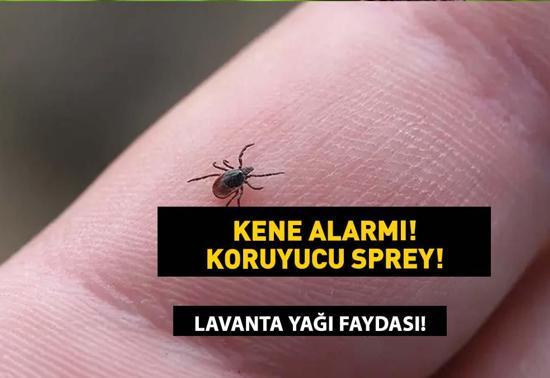 KENE KOVUCU SPREY Bu karışım keneleri uzaklaştırıyor Keneye karşı doğal çözüm, etkili ilaç