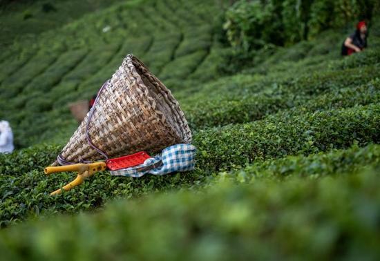 Rize’nin çay ihracatı yüzde 40 arttı: 8,6 milyon dolarlık dış satım