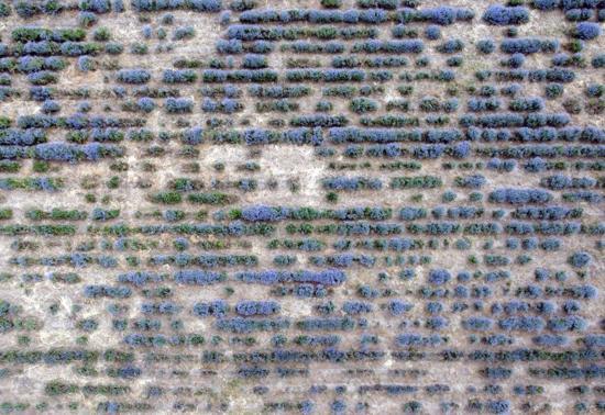 Edirne’de ‘Lavanta Tarla Günleri’ başladı