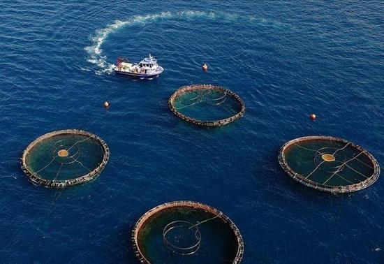 Doğu Karadeniz’den beş ayda 70 milyon dolarlık su ürünü ihracatı