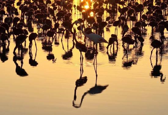 ANADOLU'NUN KALBİNDE NEFES KESEN O ANLAR! Tuz Gölü'nde flamingo şöleni