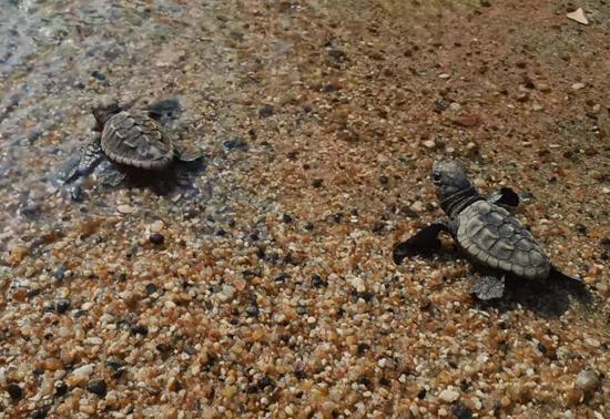 Kuşadası’nda caretta caretta yavruları denizle buluştu