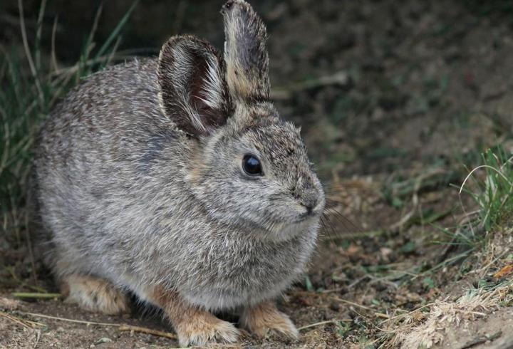 Kahve Falında Tavşan Ne Anlama Gelir? Falda Tavşan Şekli Görmek Ne Demek? Falda Tavşan Görmenin Anlamı Nedir?