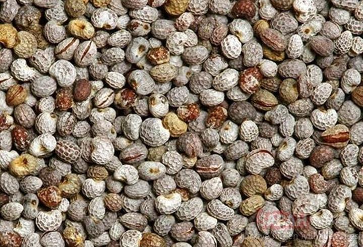Acı Çehrenin Faydaları Nelerdir? Acı Çehre Ne İşe Yarar? Neye İyi Gelir?