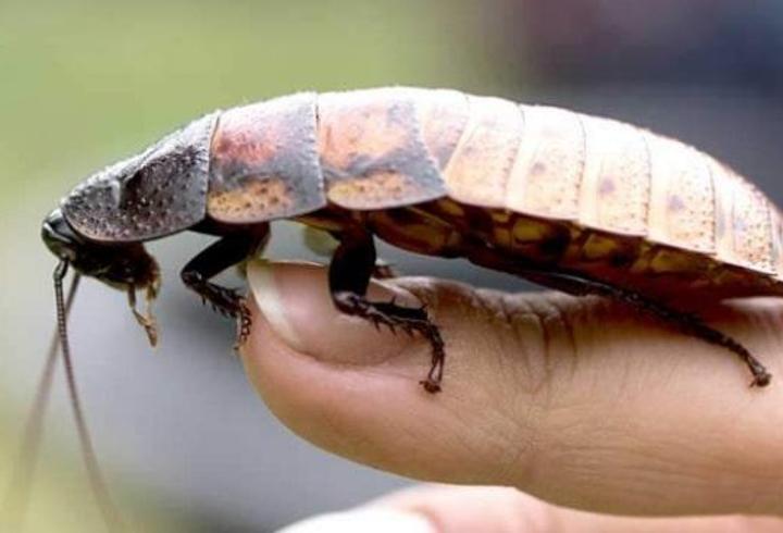 Rüyada Böcek Görmek Ne Anlama Gelir? Rüyada Böcek Sürüsü Görmek Neye İşarettir?