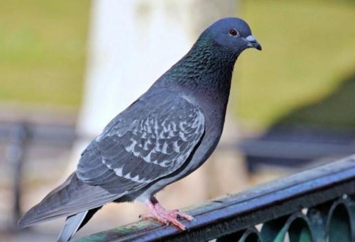 Rüyada Güvercin Görmek Ne Anlama Gelir? Rüyada Bir Güvercin Sürüsü Görmek Neye İşarettir?