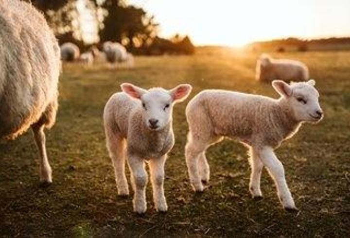 Rüyada Kuzu Görmek Ne Anlama Gelir? Rüyada Kuzu Sevmek Nasıl Yorumlanır?