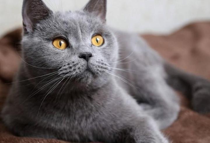 Gri Kedi İsimleri: Gri Kedilere Verilebilecek En Güzel İsimler...