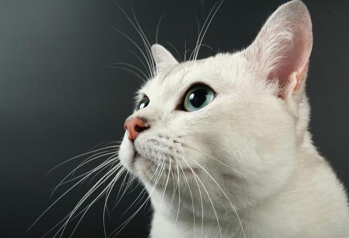 Beyaz Kedi İsimleri: Beyaz Kedilere Verilebilecek En Güzel İsimler...
