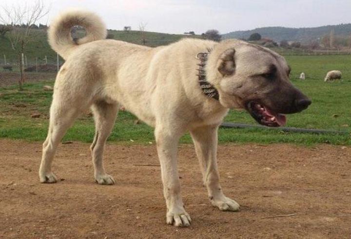 Anadolu Çoban Köpeği Özellikleri Nelerdir Anadolu Çoban Köpeği Bakımı Nasıl