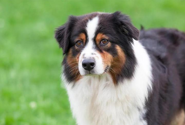 Avustralya Çoban Köpeği Özellikleri Nelerdir? Avusturalya Çoban Köpeği Bakımı Nasıl Yapılır?