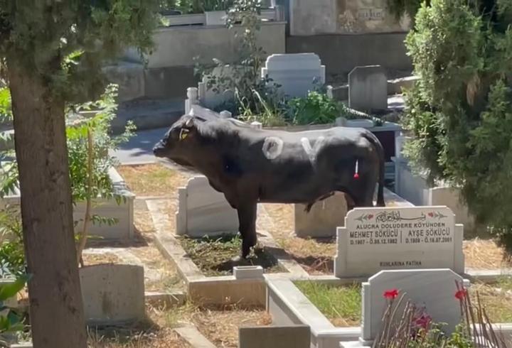 İstanbul'da boğa mezarlığa daldı: 2 kişiyi yaraladı