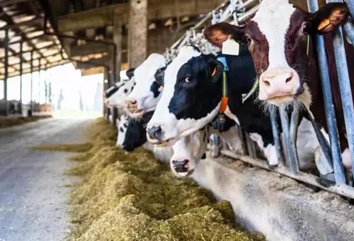 Tarım ve Orman Bakanlığı'ndan 'satılamayan kurbanlık' açıklaması