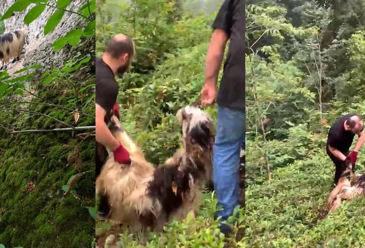 Bayramın ilk günü kaçtı, sahipleri fellik fellik aradı: Kaçak keçi sonunda bulundu!