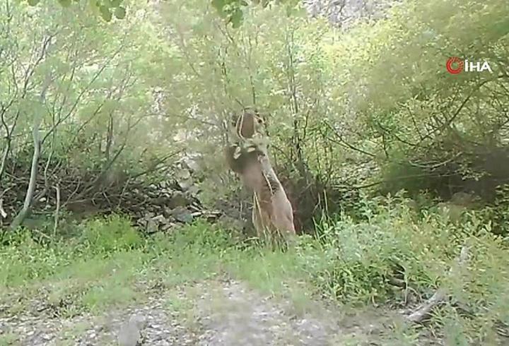 Ağaç dalı ile oynayan ayı fotokapana yakalandı