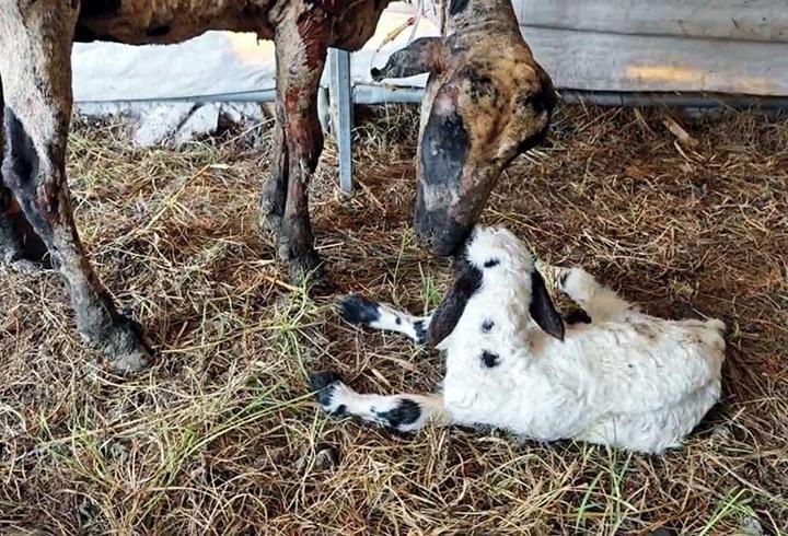 Yangından kurtarılıp tedaviye alınan koyun doğum yaptı