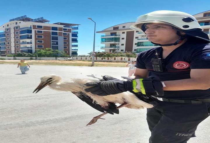 Yaralı leyleği kurtarma operasyonu