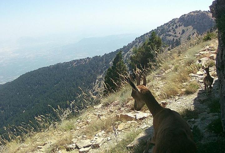 Denizli'de yaban hayvanları fotokapanla görüntülendi