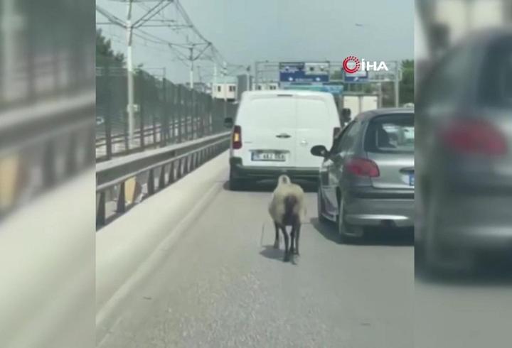 Bursa'da firar eden koyun trafiği alt üst etti