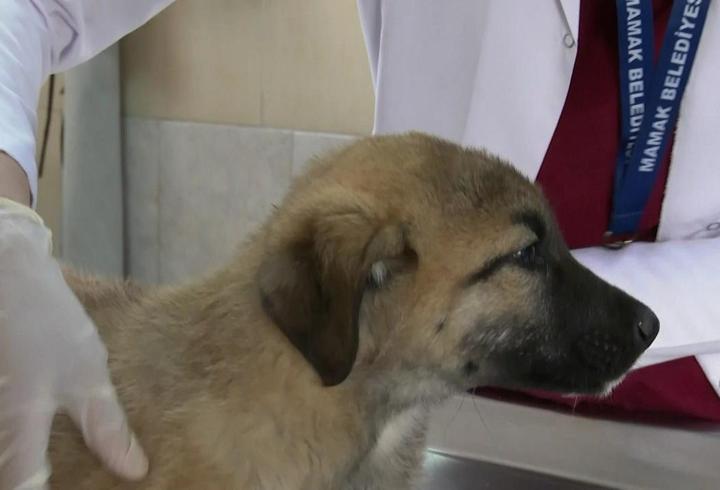 Sokak köpeği düzenlemesinde sona doğru... Barınak açmayan belediye başkanı hapse girecek