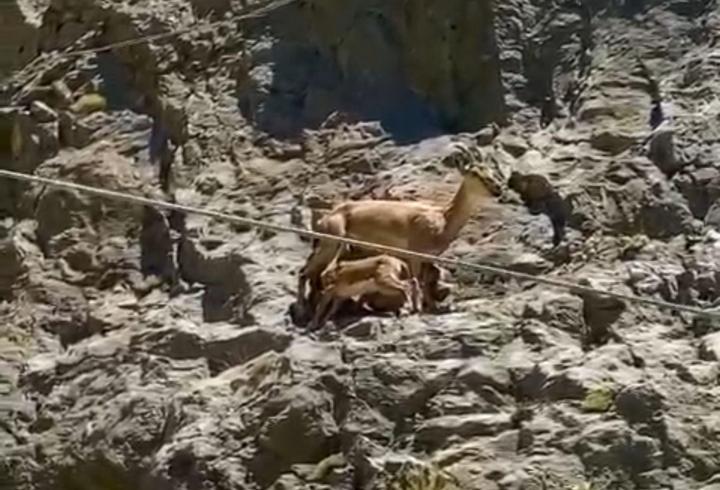 Erzincan'da yavrularını emziren dağ keçisi görüntülendi