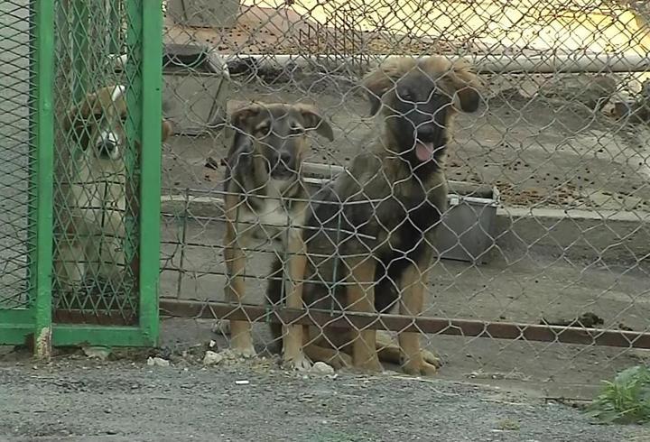 Saldırgan sokak köpekleri düzenlemesi bu hafta Meclis Komisyonunda