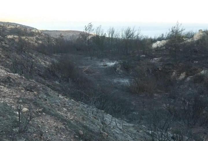 Çeşme’de yemyeşil orman katran karasına döndü